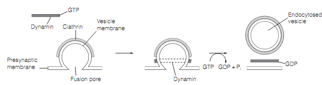 1722_Heuser–Reese cycle endocytosis.png